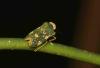 316015 – Photo : walter zoccarato – Guyane française